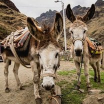 donkeys