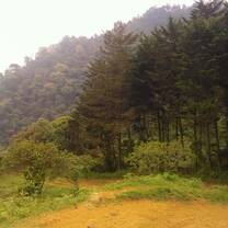 dirt road in forest