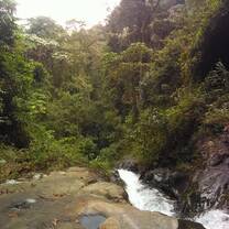 Stream in forest