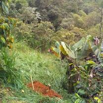 lush forest wirth tools to work land
