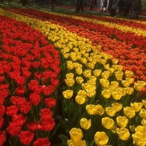 Keukenhof