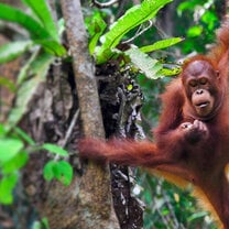 ARCC Gap - Pacific Islands Gap Semester - Image: Hanging Orangutan