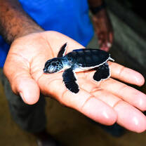Costa Rica Turtle sanctuary