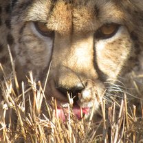 Cheetah