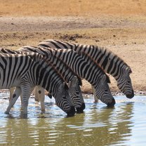 Zebra