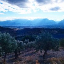 Olive Farm Taken on a Group CYA Trip to Delphi