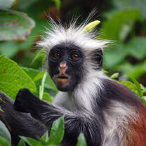 Zanzibar Tanzania Monkey