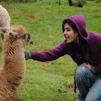 Cusco Peru Alpaca