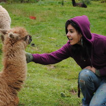 Cusco Peru Alpaca