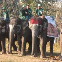 Elephant volunteering
