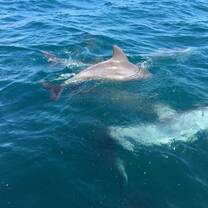 Dolphins right at the coast