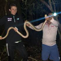A baby anaconda