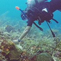 Coral Watch Surveys