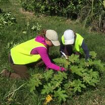 Conservation Volunteering In New Zealand