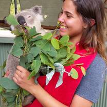 Koala Feeding Time