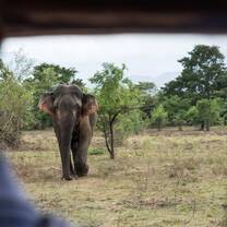 Elephant and Wildlife Conservation in Sri Lanka