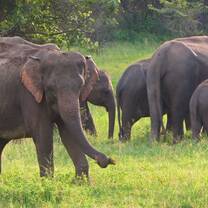 Elephant and Wildlife Conservation in Sri Lanka