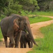 Elephant and Wildlife Conservation in Sri Lanka