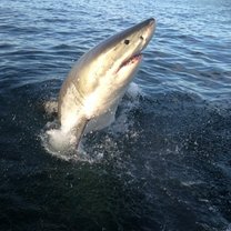 Shark cage diving with Great White Sharks