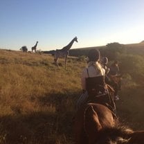 Horse back riding with giraffes