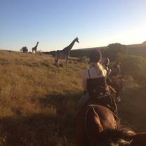 Horse back riding with giraffes