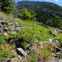I will never be able to grasp how beautiful the flowers were
