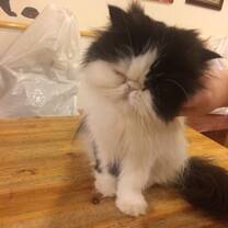 Cat cafe
