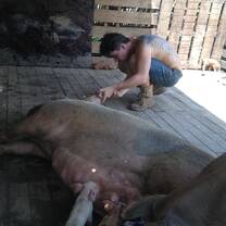 Piglets care