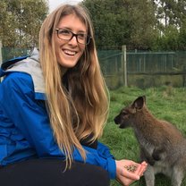 Wallaby feeding