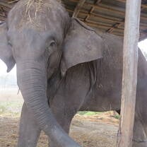 elephant
