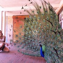 peacock peacock