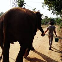 Elephant Walk