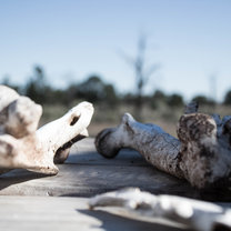 bones, Australia, history, EOTO, Mungo National Park