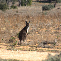 kangaroo, Mungo National Park, Australia, EOTO