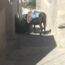 Donkey