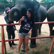 Visiting the Elephants 