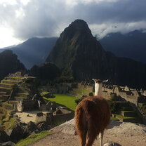 Llama at Machu Picchu Lama at Machu Picchu