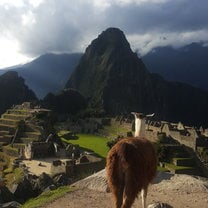 Lama at Machu Picchu