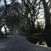 The Dark Hedges 