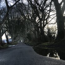 The Dark Hedges 