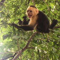 Wildlife 