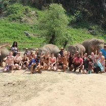 Group elephante 