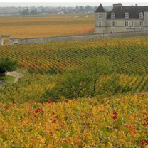 A field in Dijon, France