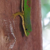 Cute gecko