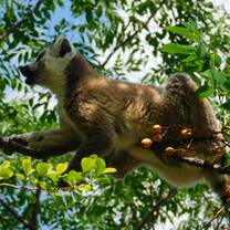 A young male ring-tailed lemur foraging on some fruit