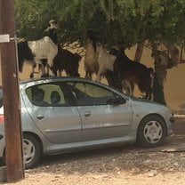 Goats in Oman 