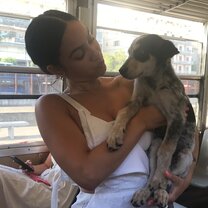 Stray puppies everywhere!
