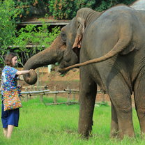 holding hands with an elephant 