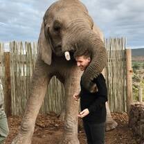 Elephants in Knysna