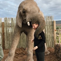 Elephants in Knysna